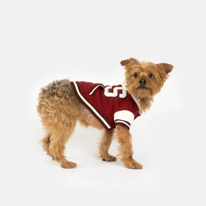 Sweat à capuche letterman pour chien - 50% de réduction - Boutique Animo - Manteau pour chien